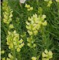 Yellow Toadflax
